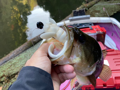 ブラックバスの釣果