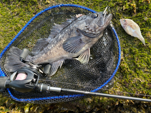 クロソイの釣果