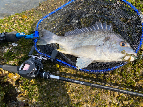 キビレの釣果