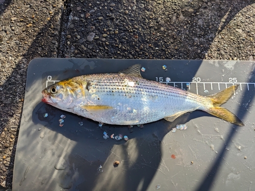 コノシロの釣果