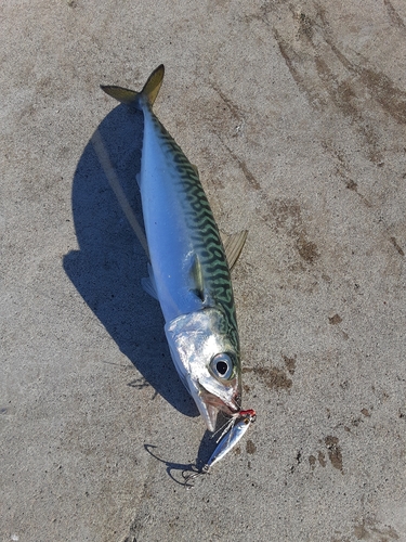 マサバの釣果