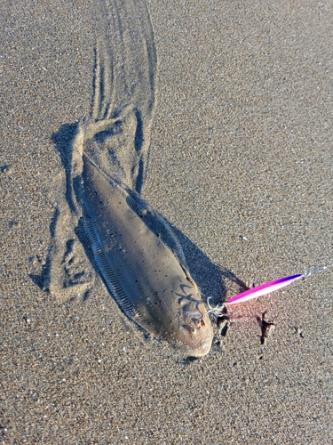 シタビラメの釣果