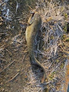 ナマズの釣果