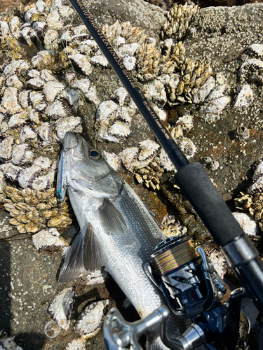 ヒラスズキの釣果