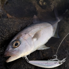 カンパチの釣果