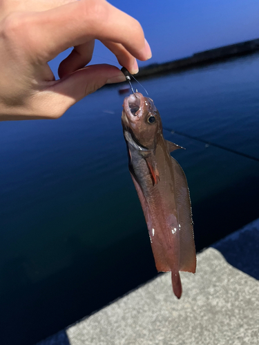 エゾイソアイナメの釣果