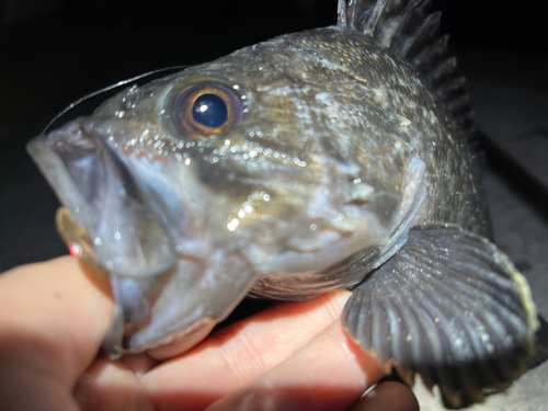 タケノコメバルの釣果