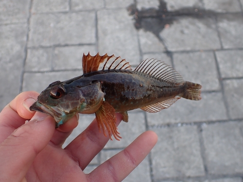 アナハゼの釣果