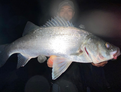 ヒラスズキの釣果