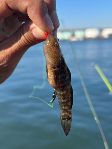 ヌマチチブの釣果