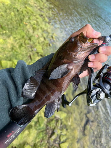 ヤミハタの釣果