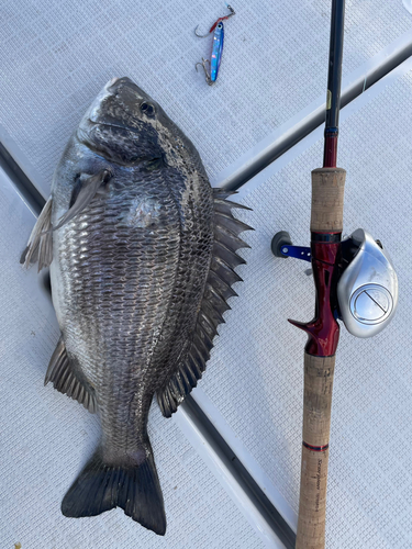 クロダイの釣果