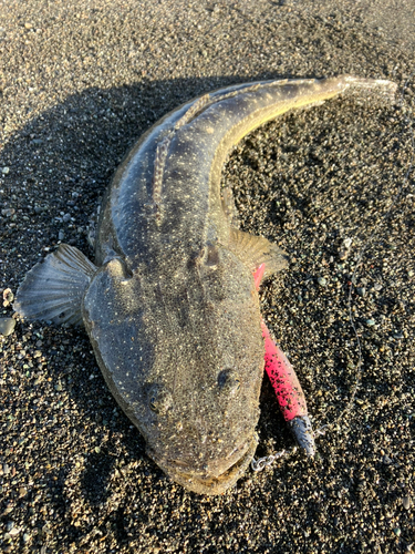 マゴチの釣果