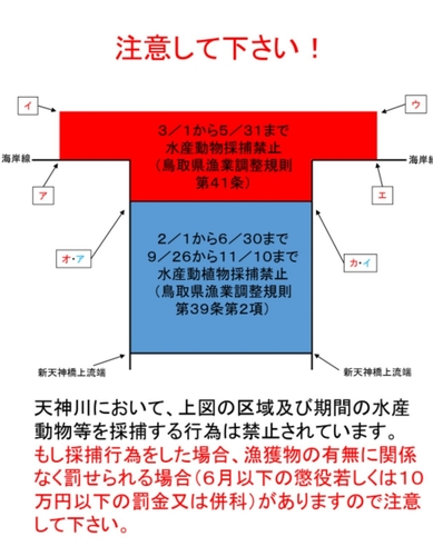 レンコダイの釣果