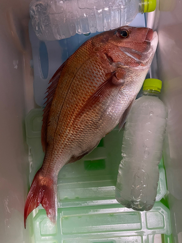 マダイの釣果