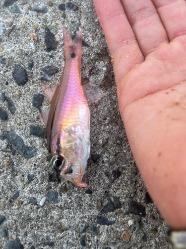 クロホシイシモチの釣果