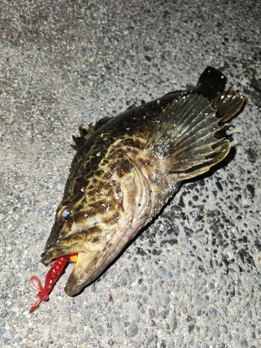 タケノコメバルの釣果