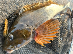 アイナメの釣果