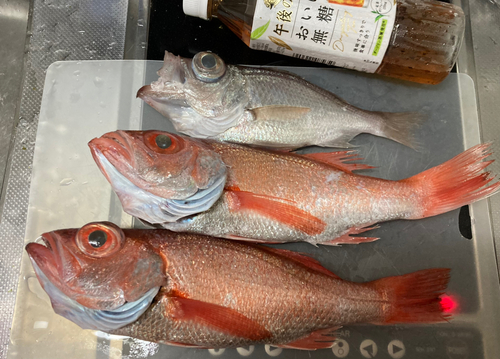 アカムツの釣果