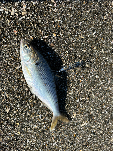 コノシロの釣果