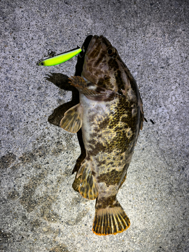 タケノコメバルの釣果