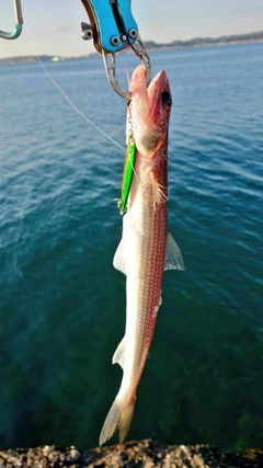 エソの釣果