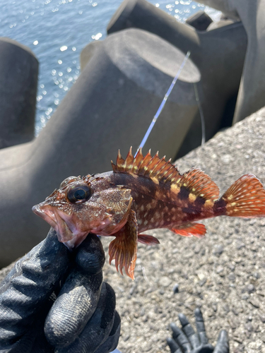 アラカブの釣果