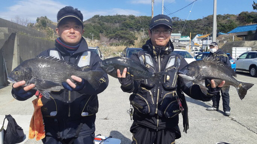 クロダイの釣果