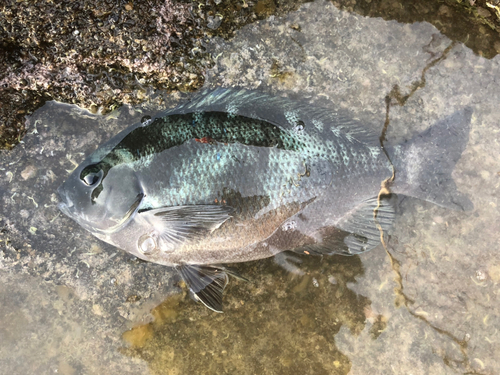 メジナの釣果