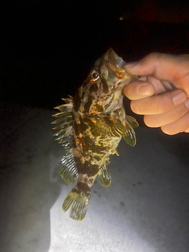 タケノコメバルの釣果