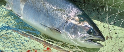 サクラマスの釣果