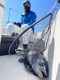 ビンチョウマグロの釣果