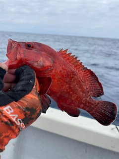 アザハタの釣果