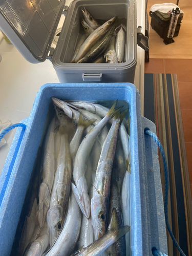 カマスの釣果