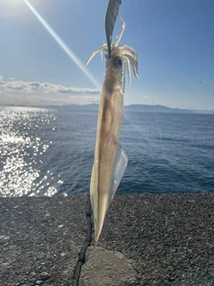 ヤリイカの釣果