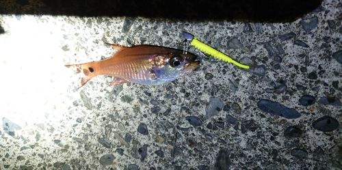 ネンブツダイの釣果