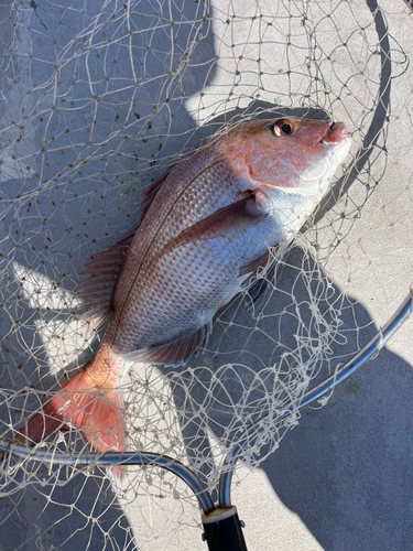 マダイの釣果