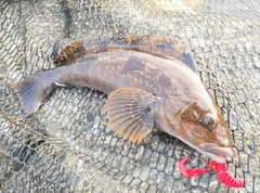 アイナメの釣果