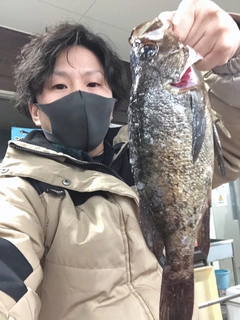 メバルの釣果