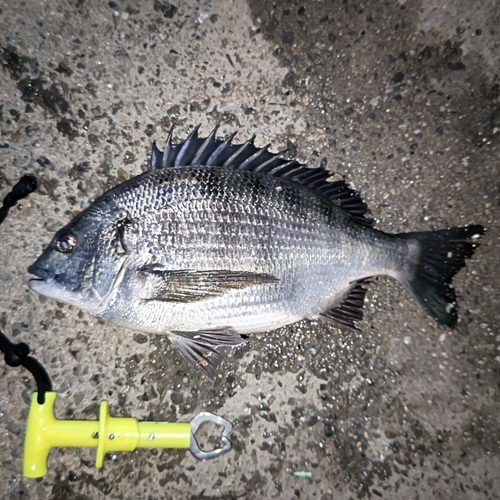 チヌの釣果