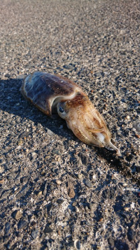 コウイカの釣果