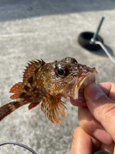 アラカブの釣果