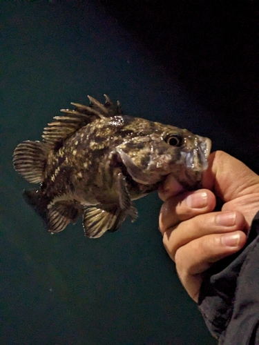 タケノコメバルの釣果