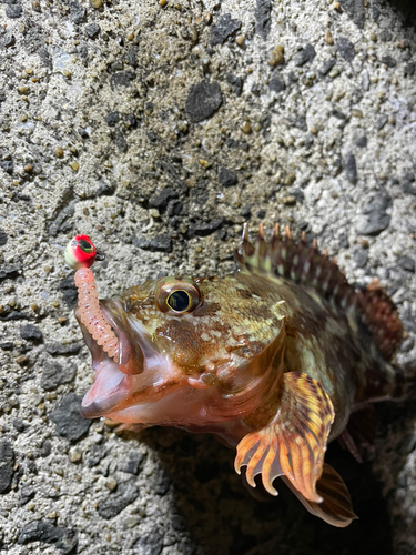 アラカブの釣果