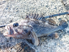 クロソイの釣果