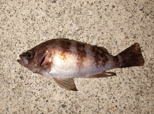 メバルの釣果