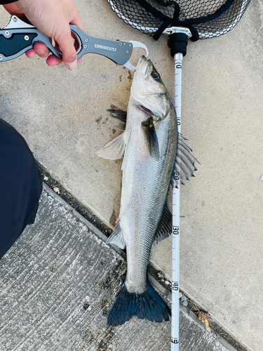 シーバスの釣果