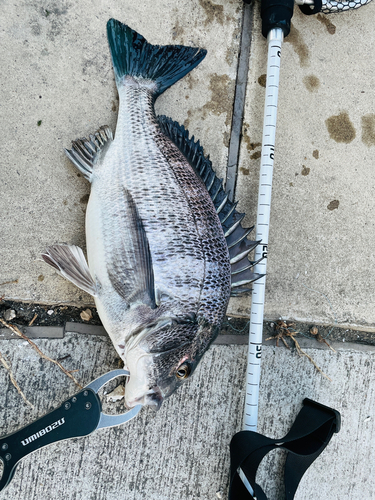 クロダイの釣果