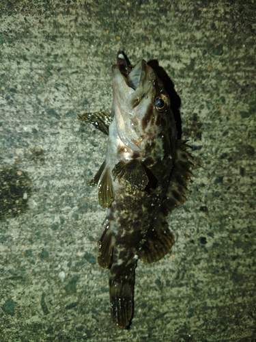 タケノコメバルの釣果