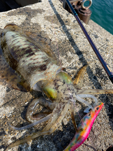 アオリイカの釣果